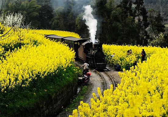 四川民众赏菜花坐小火车迎接春天2
