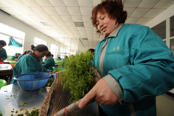 碧螺春开采上市 从“名茶”向“民茶”转型 2