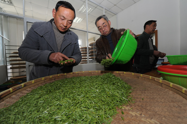 碧螺春开采上市 从“名茶”向“民茶”转型 3