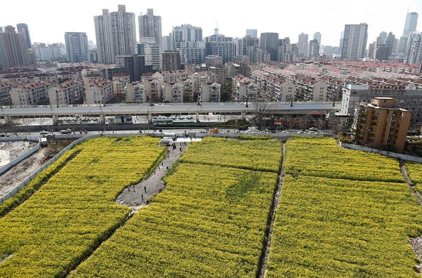 上海内环里现20亩油菜花田5