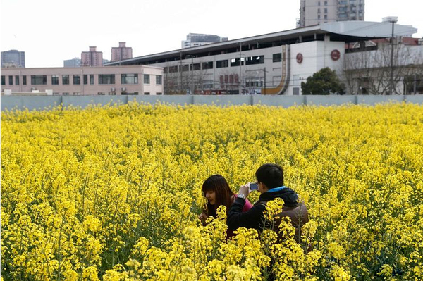 上海内环里现20亩油菜花田4