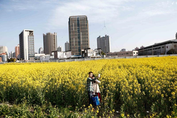 上海内环里现20亩油菜花田3