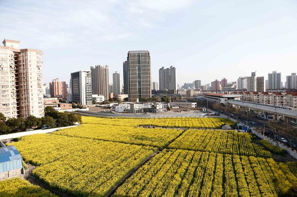 上海内环里现20亩油菜花田2