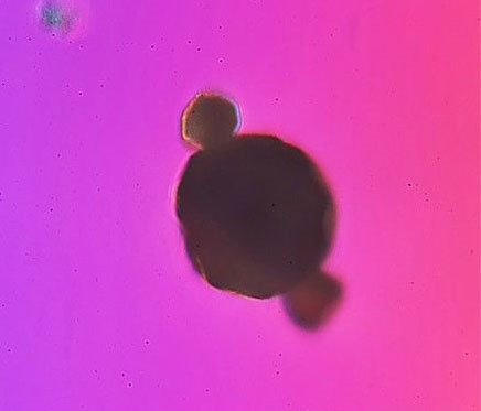 北京霾颗粒放大1000倍-看上去真的触目惊心5