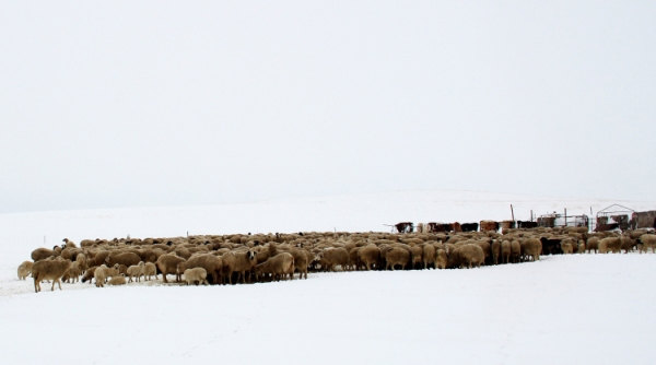 内蒙古迎来降温天气4