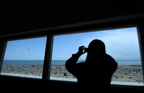 青海湖迎来“爱鸟周” 2