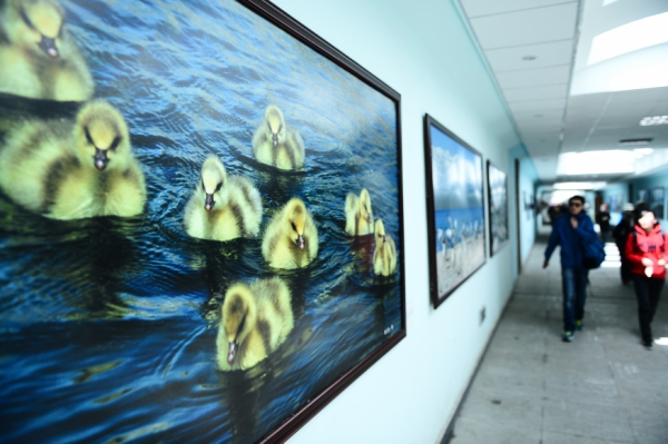 青海湖迎来“爱鸟周” 3