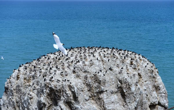 青海湖迎来“爱鸟周” 5