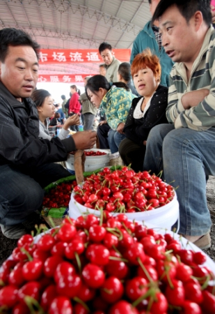 山西绛县：3000亩“大田樱桃”上市-3