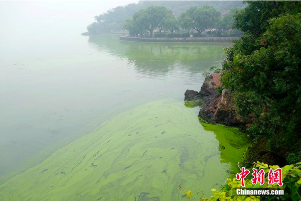 太湖蓝藻肆虐-湖面覆盖“绿油漆”4