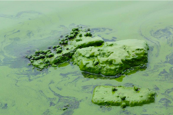太湖蓝藻肆虐-湖面覆盖“绿油漆”6
