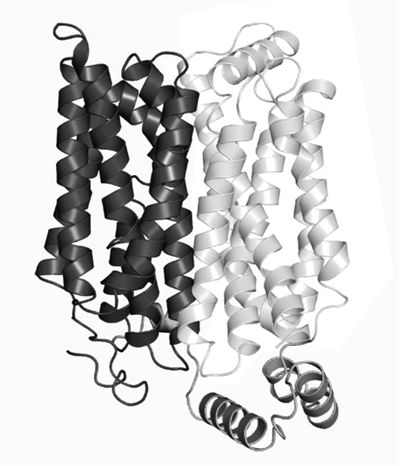 人源葡萄糖转运蛋白GLUT1的结构模型。 人源葡萄糖转运蛋白GLUT1的结构模型。