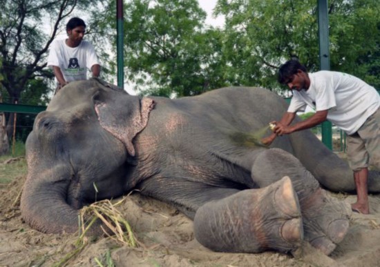　获救后的大象拉朱获得救治。(网页截图)