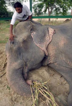 　获救后的大象拉朱获得救治。(网页截图)1