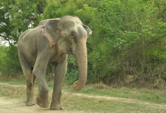 　重获自由的大象拉朱。(网页截图)