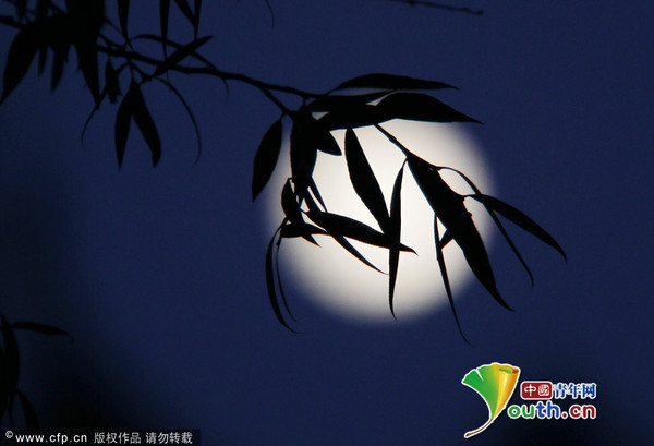 2014年9月8日，云南昆明，大观楼公园中秋夜，明月当空照中秋。柳影婆娑间的中秋明月格外美丽。