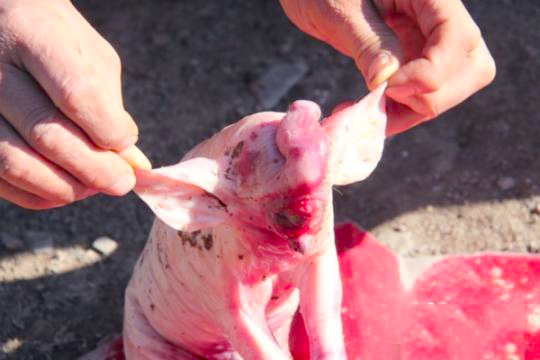 惊！“母猪生象宝宝”仅存活十几分钟3