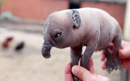 惊！“母猪生象宝宝”仅存活十几分钟2