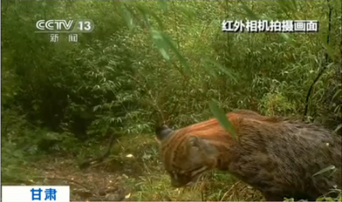 野外红外相机拍摄到的亚洲金猫