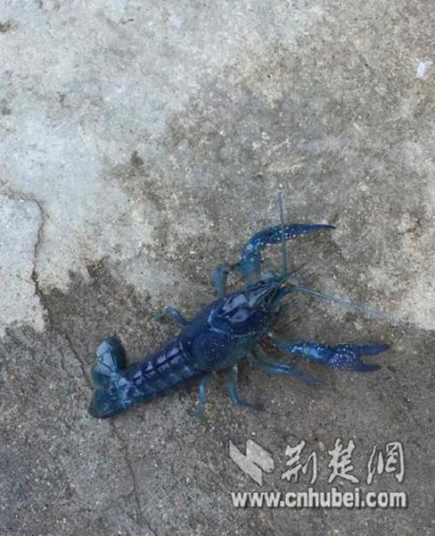 　　图为：网友发现的“小蓝虾”