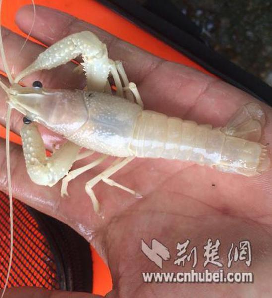 　　图为：网友发现的“小白虾”
