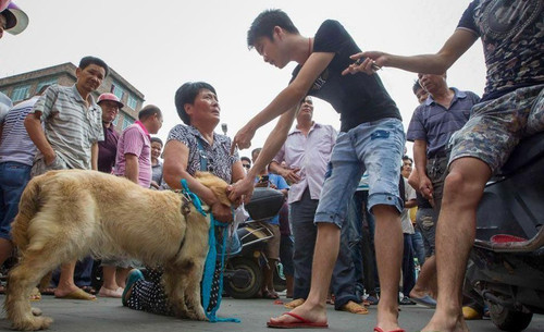 “玉林犬”