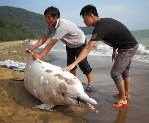 　中华白海豚搁浅1