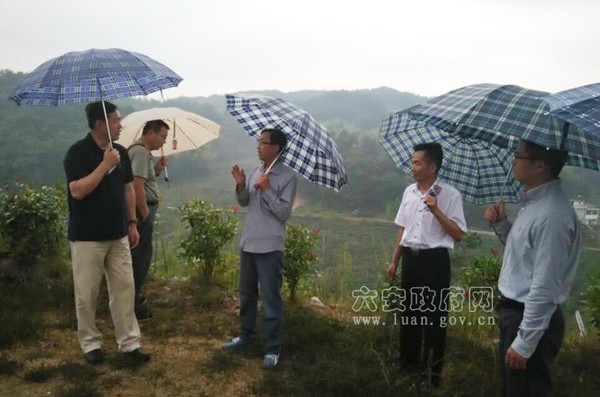 民盟中央副主席徐辉一行深入金寨调研