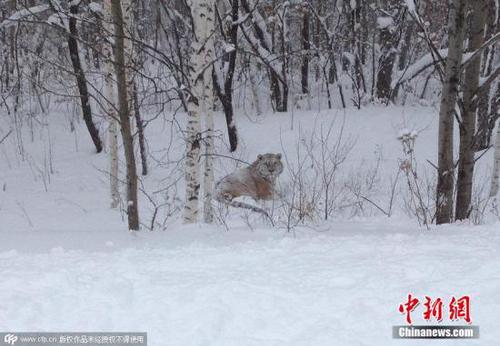 资料图：普京放生的老虎之一“乌斯京”。 图片来源：CFP视觉中国