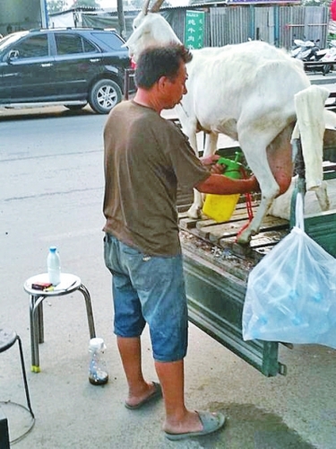  奶羊撒尿、拉屎都在三轮车斗里进行，卫生状况让人担忧。