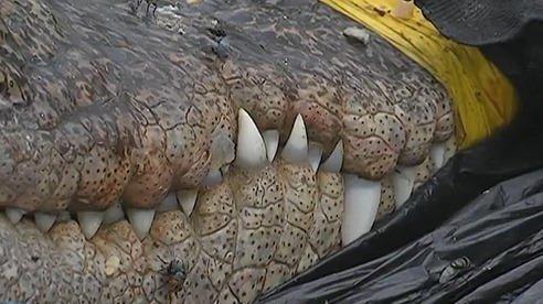浙江路边现泰国食人鳄 2.4米散发阵阵恶臭