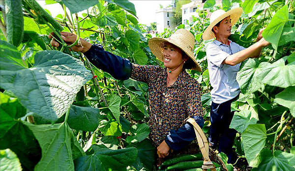 在地处闽赣交界的福建省长汀县南坑村，在农村信用社小额贷款的帮助下积极发展生态立体农业，很多农民走上了脱贫致富大道路。图为南坑村蔬菜种植户张春香(左)在采摘黄瓜。 新华社发