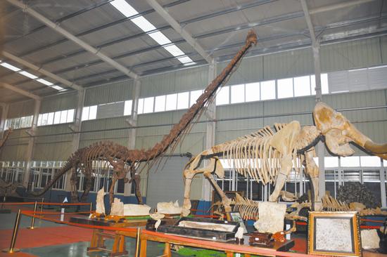 猛犸象和马门溪龙化石