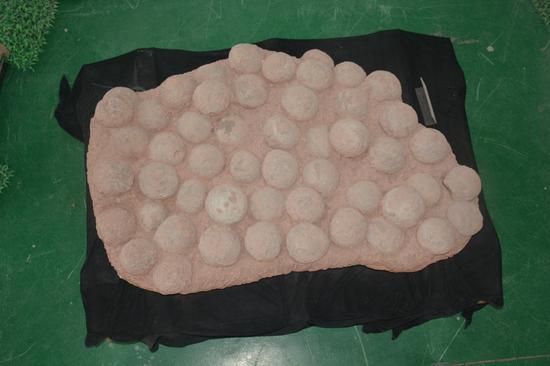 51枚一窝的恐龙蛋