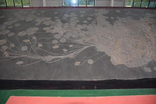 105平方米的海百合化石