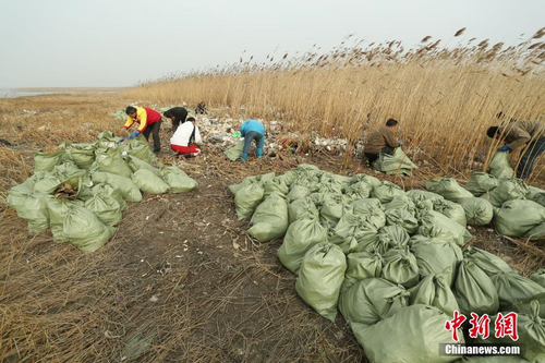 近日，上海崇明区东风西沙水库附近江面出现了大量来自外省市的生活垃圾。12月23日早间，中新网记者在上海崇明东风西沙水库岸边发现，这些垃圾正在被清理装袋，并伴有刺鼻气味。截至目前，东风西沙区域共打捞出64500多袋百余吨生活垃圾。 张亨伟 摄