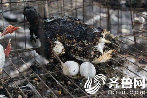 山东69岁老夫妻鸽棚失火 2000只鸽子被烧死