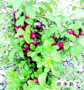     欧李熟了