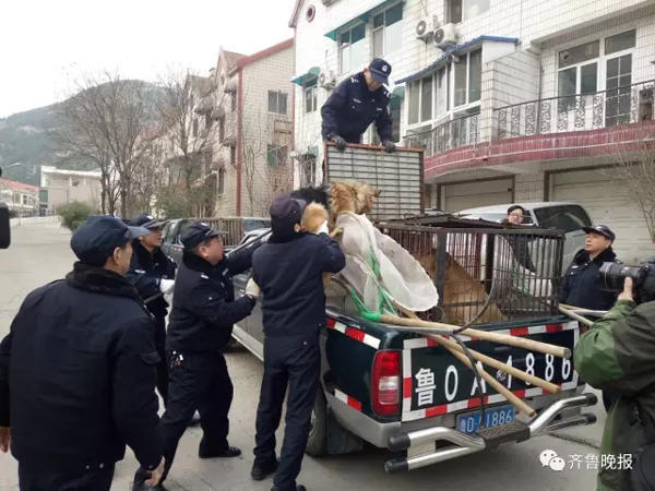 济南推养犬计分制2