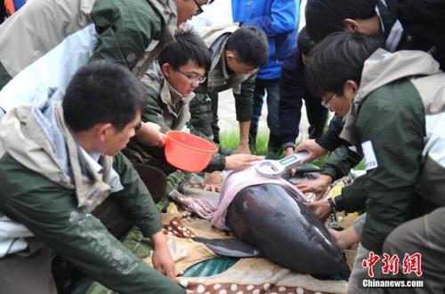 资料图 11月10日，安徽安庆，研究人员为长江江豚浇水。<a target='_blank' href='http://www.chinanews.com/'>中新社</a>记者 张娅子 摄