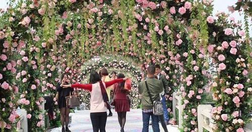 越南举办浪漫“玫瑰节”民众争相一睹“芳容”（图）