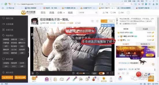 多家直播平台现 打野直播