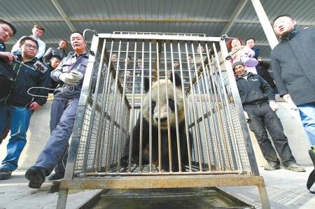 3月16日，在兰州中川国际机场，大熊猫“蜀兰”等待转运。新华网 图