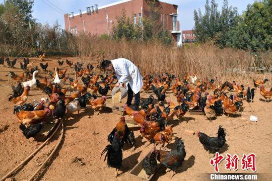 图为敬伟甫在喂鸡。　任东 摄
