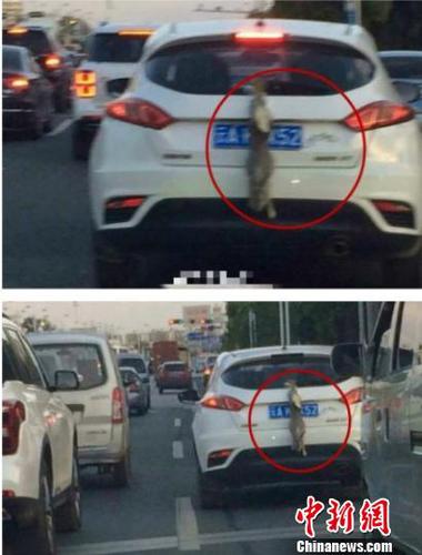 昆明一司机用活兔子遮挡号牌交警：涉嫌违法正调查