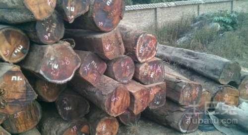 　　越南人去老挝，缅甸，柬埔寨&nbsp;等国家组织当地居民砍伐木材。