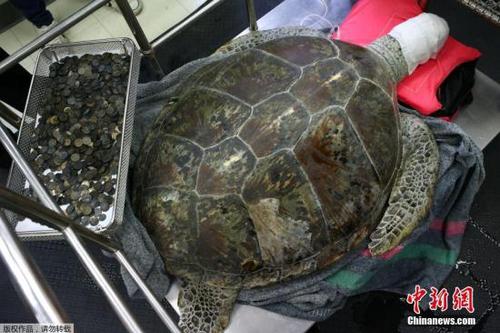 当地时间2017年3月21日，泰国曼谷，海龟Omsin曾误吞许愿池内915枚硬币，结果导致严重健康问题，泰国朱拉隆功大学早前为其手术取出硬币，但由于健康问题，3月21日Omsin去世。(资料图)