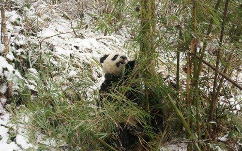 W020170331296747225022