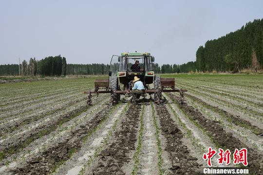 新疆兵团职工与农机结缘成当地行业“领军人”（图）
