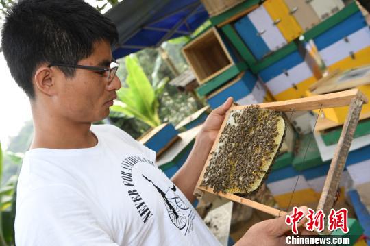 图为云志勤在查看蜂箱。　骆忠华 摄